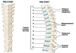 the osteochondrosis of cervical